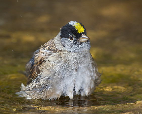 Golden-crowned Sparrow, bathing