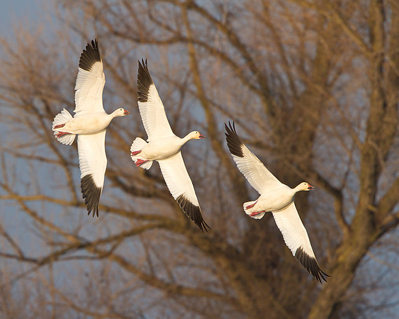 Snow Geese flying in formation / unison