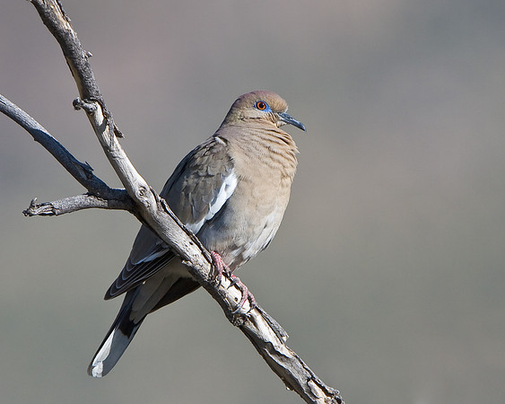 White-winged Dove