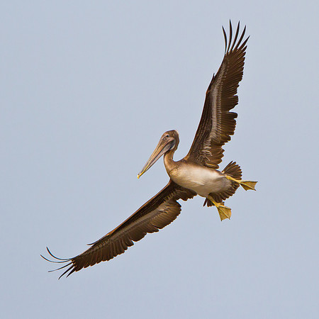 Brown Pelican, juvenile