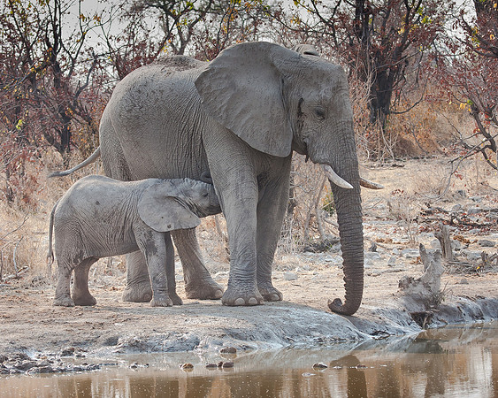 African Elephant, mother with nursing calf