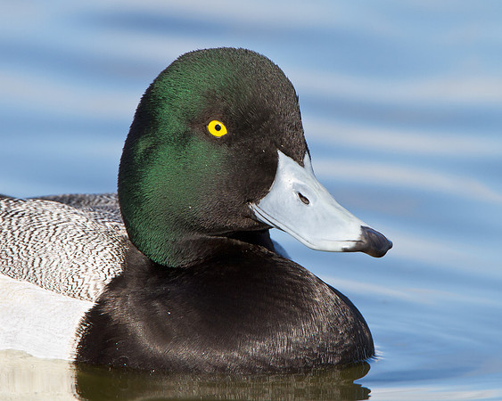 Greater Scaup, male