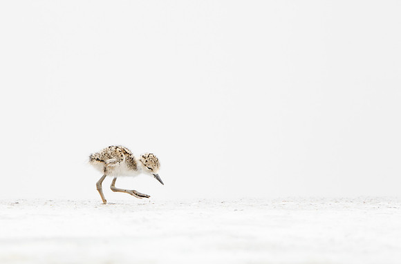 Black-necked Stilt, 3-day old chick