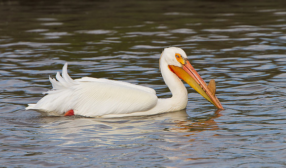 American White Pelican, breeding adult