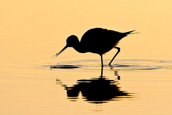 Black-necked Stilt, feeding