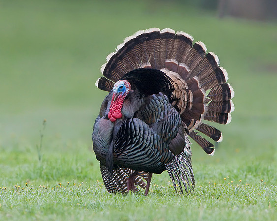 Wild Turkey
