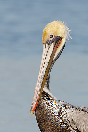Brown Pelican