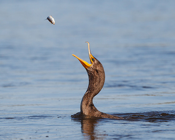 Double-crested Cormorant, tossing fish