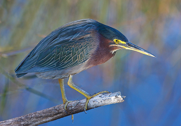 Green Heron