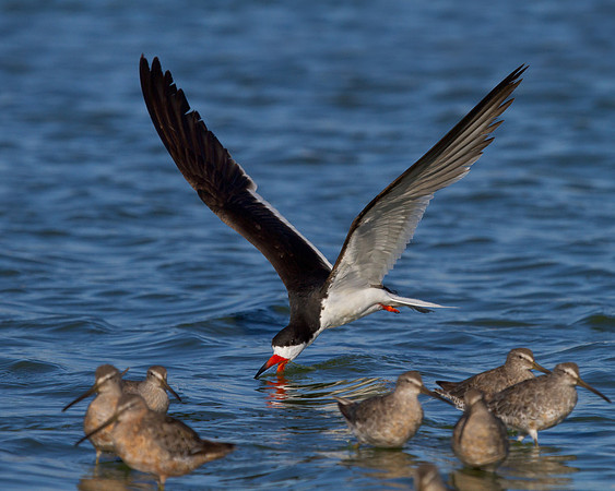 Black Skimmer, with Dowitchers