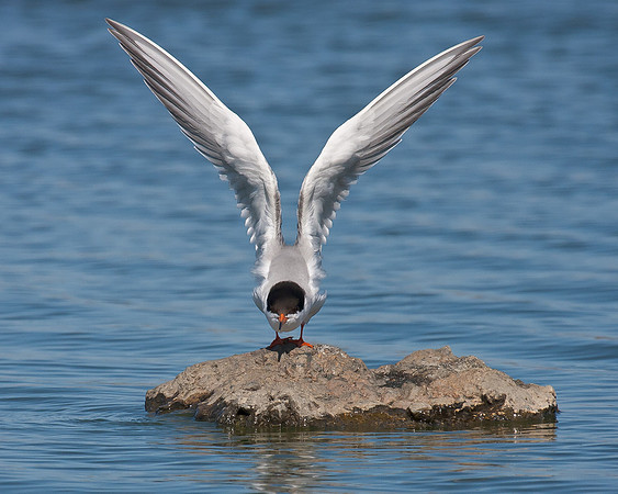 Forster's Tern