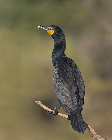 Double-crested Cormorant