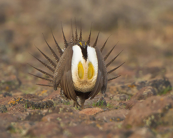 Greater Sage-Grouse, courtship display