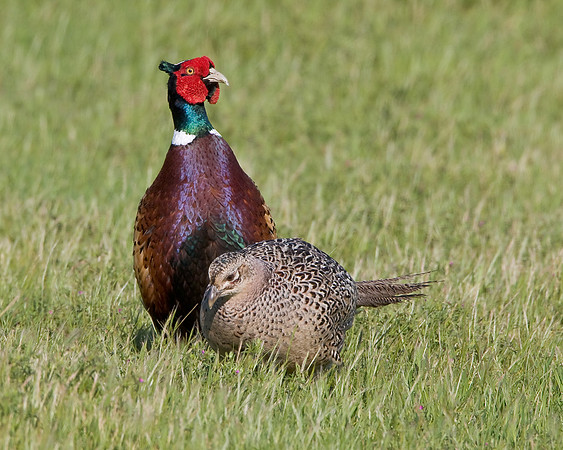 Ring-necked Pheasant, male & female