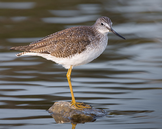 Greater Yellowlegs