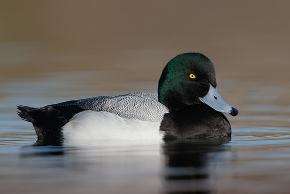 Greater Scaup, male