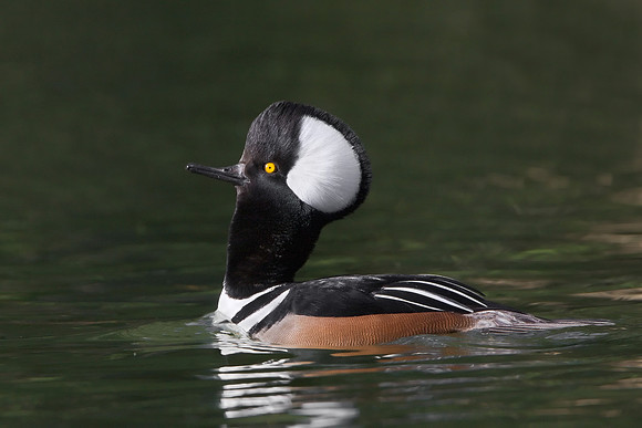 Hooded Merganser
