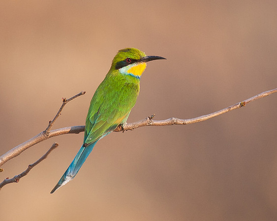 Swallowtail Bee-eater