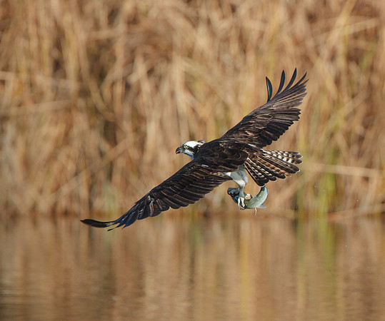 Osprey, with fish