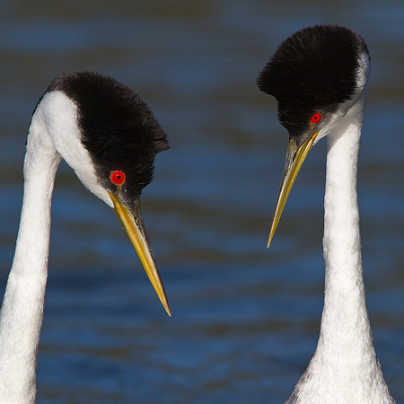 Western Grebe
