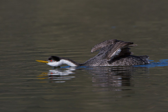 Western Grebe, courtship display
