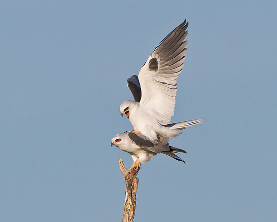 White-tailed Kites, mating