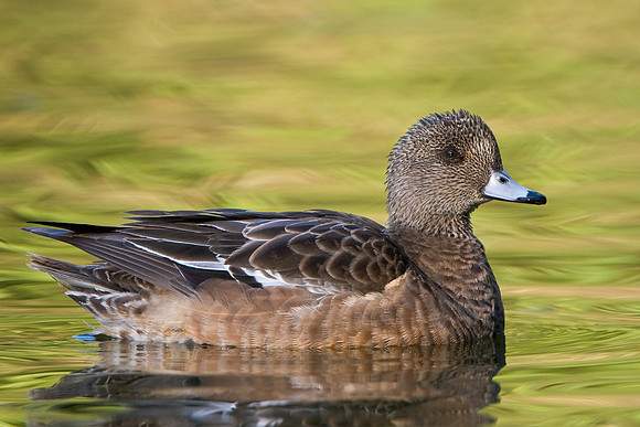 American Widgeon, female