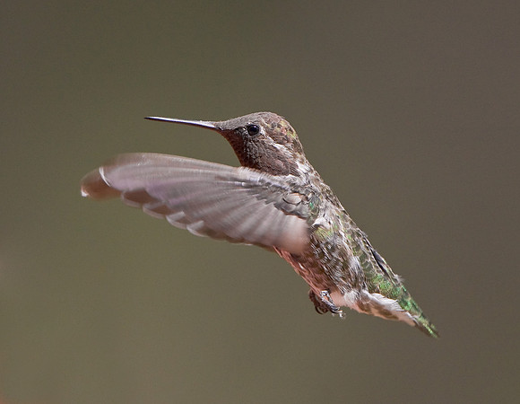 Anna's Hummingbird