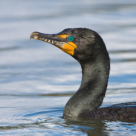 Double-crested Cormorant