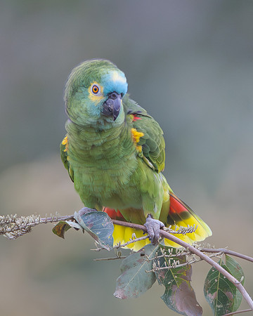 We found this beautiful bird -- a Blue-fronted Amazon, also known as a Turquoise-fronted Parrot -- on our walk.
