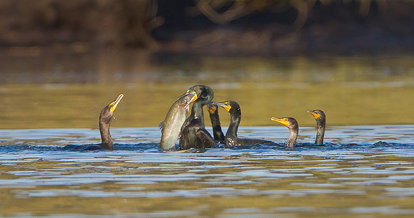 Double-crested Cormorant, with fish