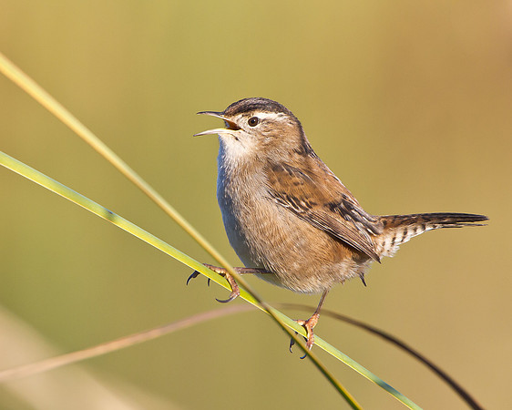 Marsh Wren singing