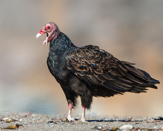 Turkey Vulture, mouth agape