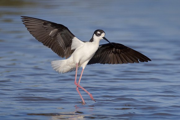 Black-necked Stilt
