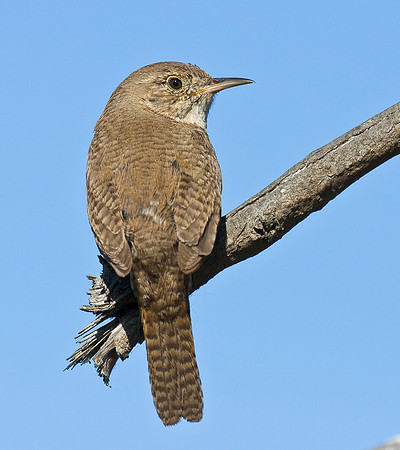 House Wren