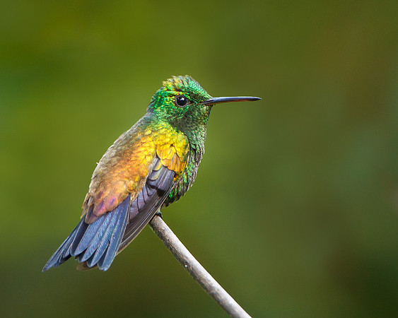 Copper-rumped Hummingbird