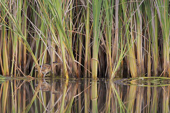 Least Bittern