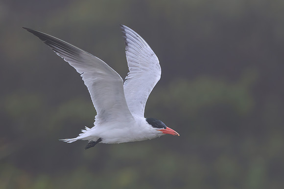 Caspian Tern