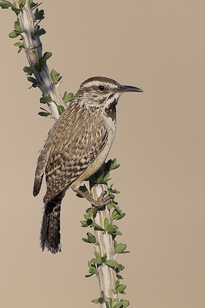 Cactus Wren