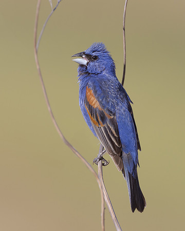 Blue Grosbeak