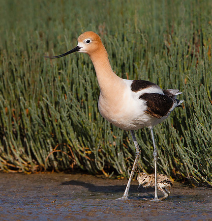 American Avocet, parent with one-day-old chick