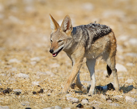 Black-backed Jackal