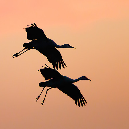 Sandhill Cranes