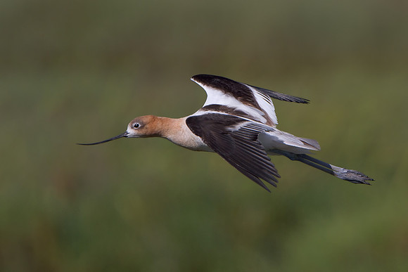 American Avocet