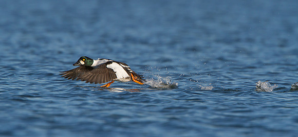 Common Goldeneye, taking off