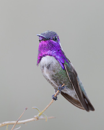 Costa's hummingbird