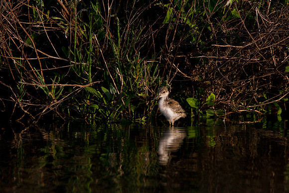 Black-necked Stilt, chick