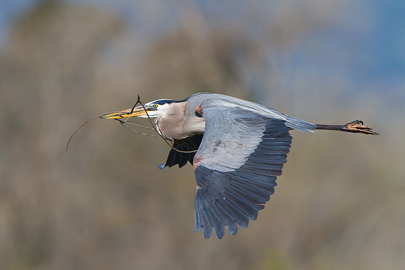 Great Blue Heron, with nest material