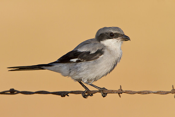 Loggerhead Shrike