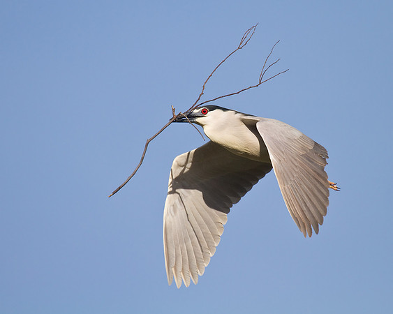 Black-crowned Night Heron